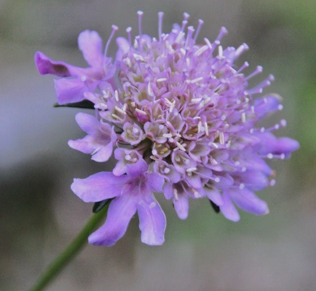 Image of genus Scabiosa specimen.
