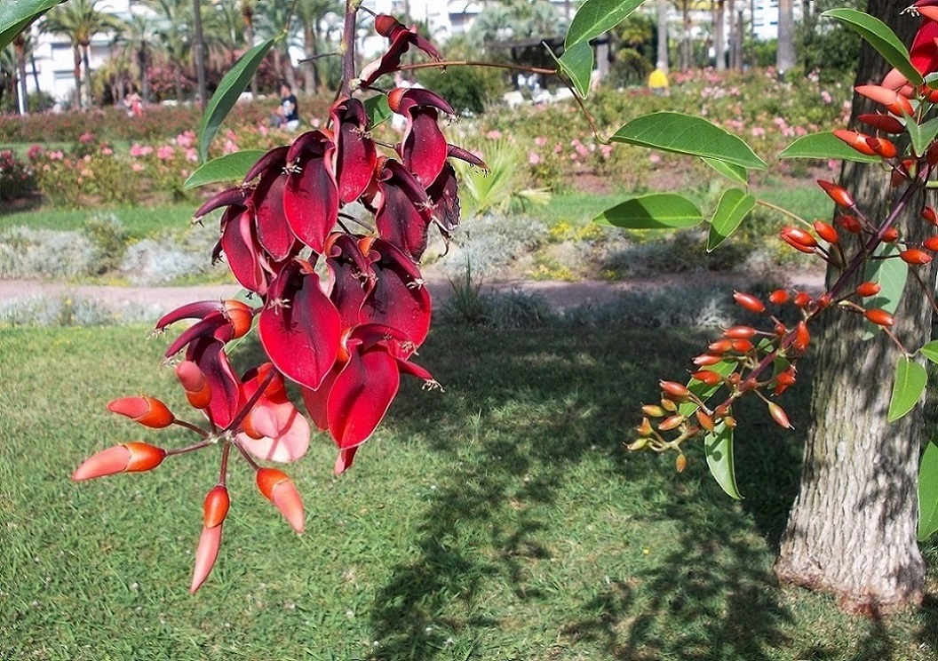 Изображение особи Erythrina crista-galli.