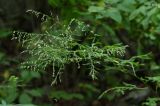 Artemisia sylvatica. Верхушка цветущего растения. Приморский край, Партизанский р-н, окр. с. Владимиро-Александровское, широколиственный лес на северном склоне. 02.09.2015.