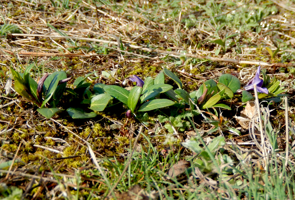 Image of Vinca herbacea specimen.