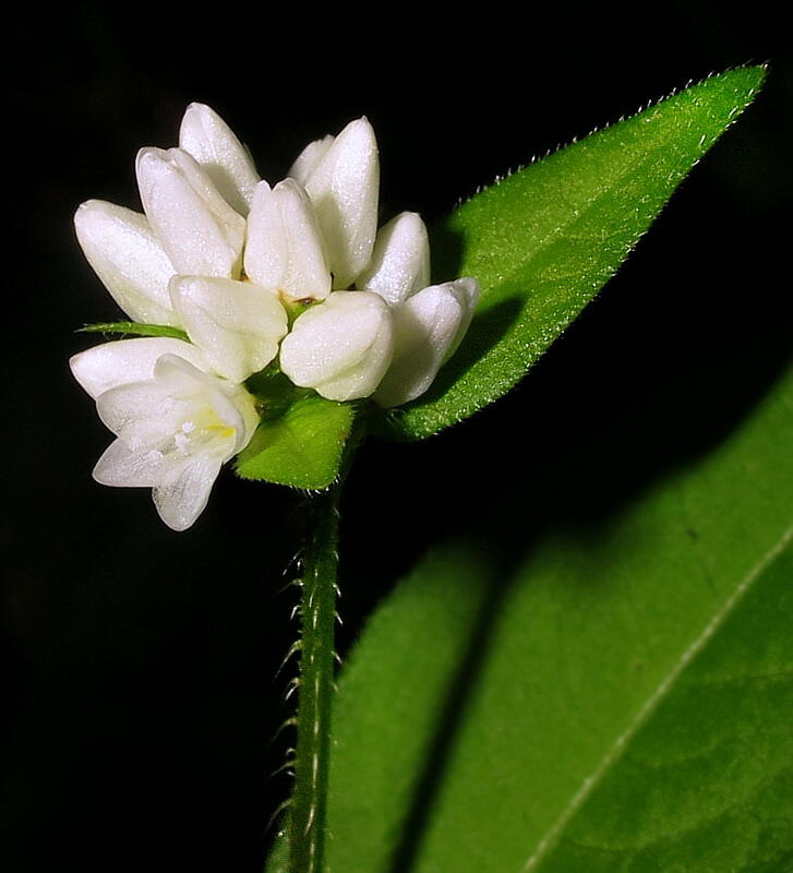 Image of Truellum thunbergii specimen.