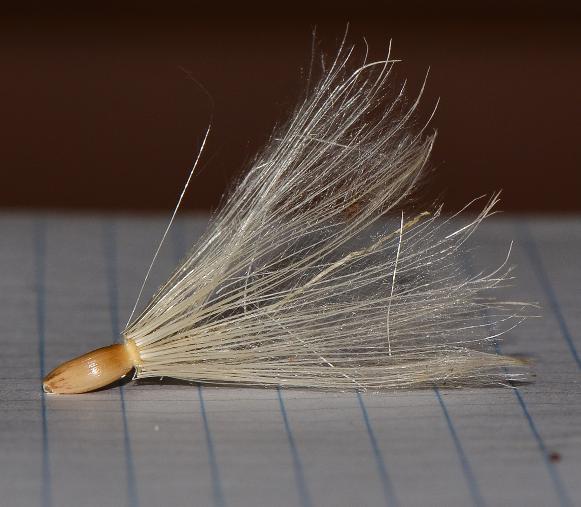 Image of Picnomon acarna specimen.