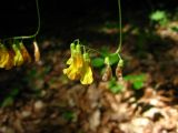 Vicia crocea