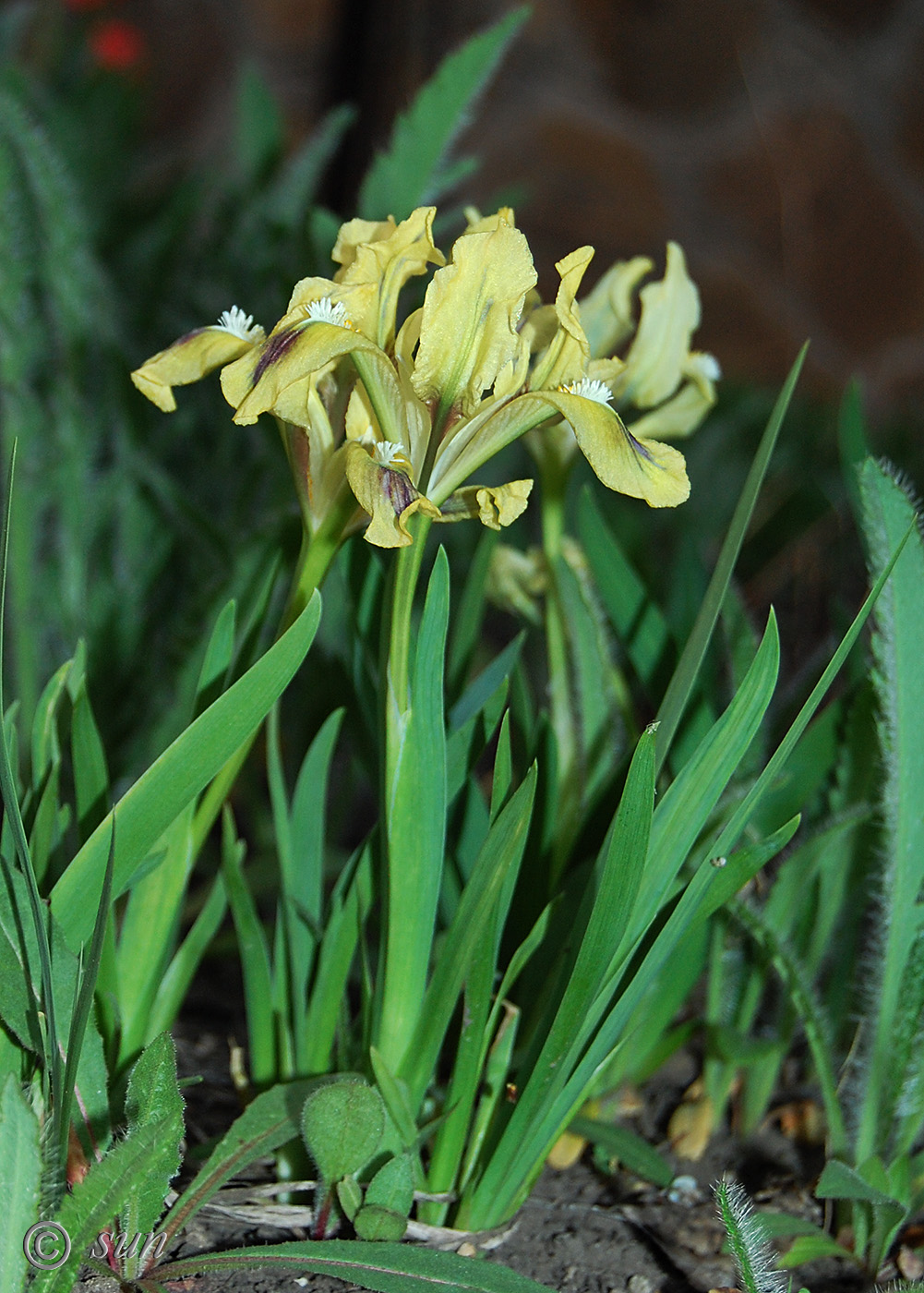 Image of Iris pumila specimen.