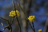 Cornus mas. Побеги с соцветиями. Внутренняя гряда Крымских гор в р-не пещерного г. Мангуп-Кале. Конец апреля 2008 г.