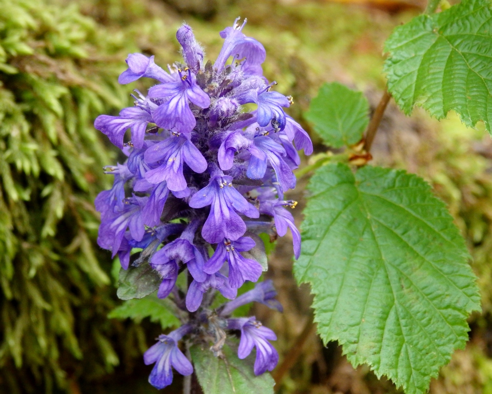 Image of Ajuga reptans specimen.