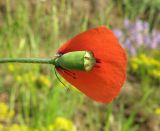 Papaver laevigatum. Цветок с частично облетевшими лепестками. Крым, Карадагский заповедник, биостанция, у дороги. 14 мая 2015 г.