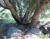 Euphorbia tirucalli. Нижняя часть вегетирующего старого дерева. Израиль, г. Тель-Авив, ботанический сад \"Сад кактусов\". 27.12.2015.