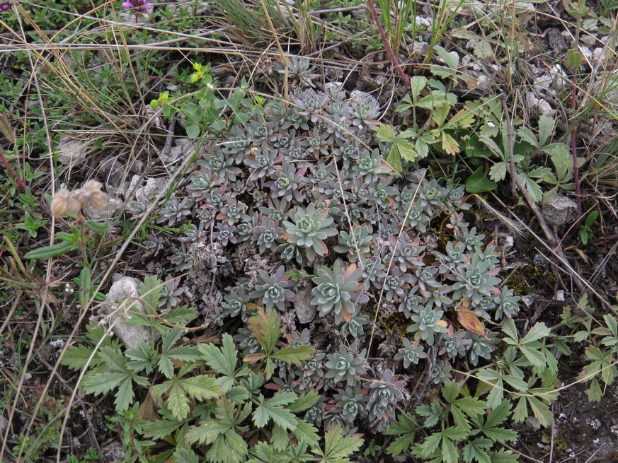 Image of Schivereckia podolica specimen.