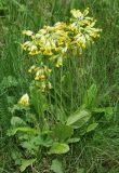 Primula macrocalyx