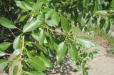 Populus suaveolens