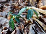 Chimaphila japonica. Побеги. Приморье, окр. г. Находка, в лесу на проталинах. 12.03.2016.