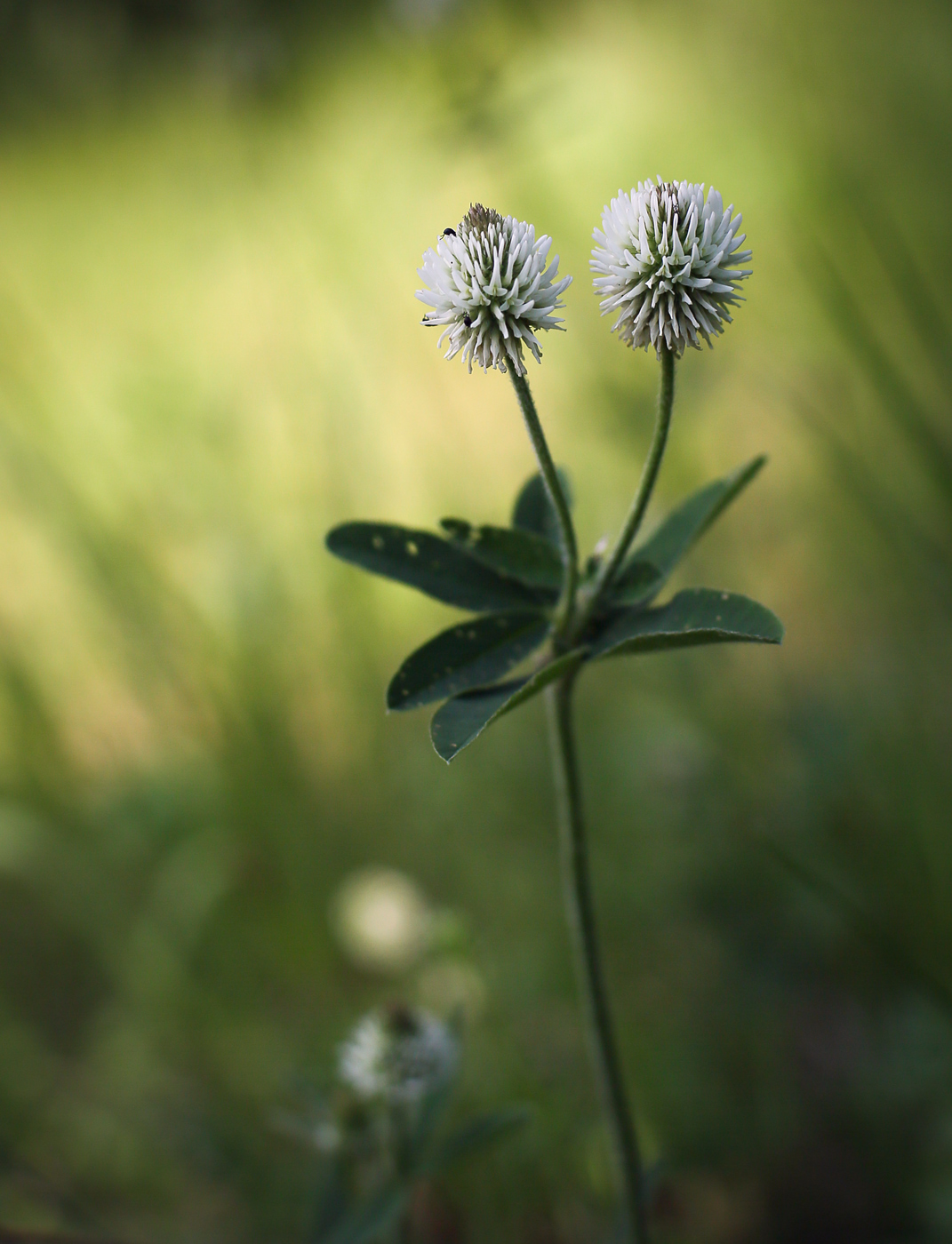 Изображение особи Trifolium montanum.