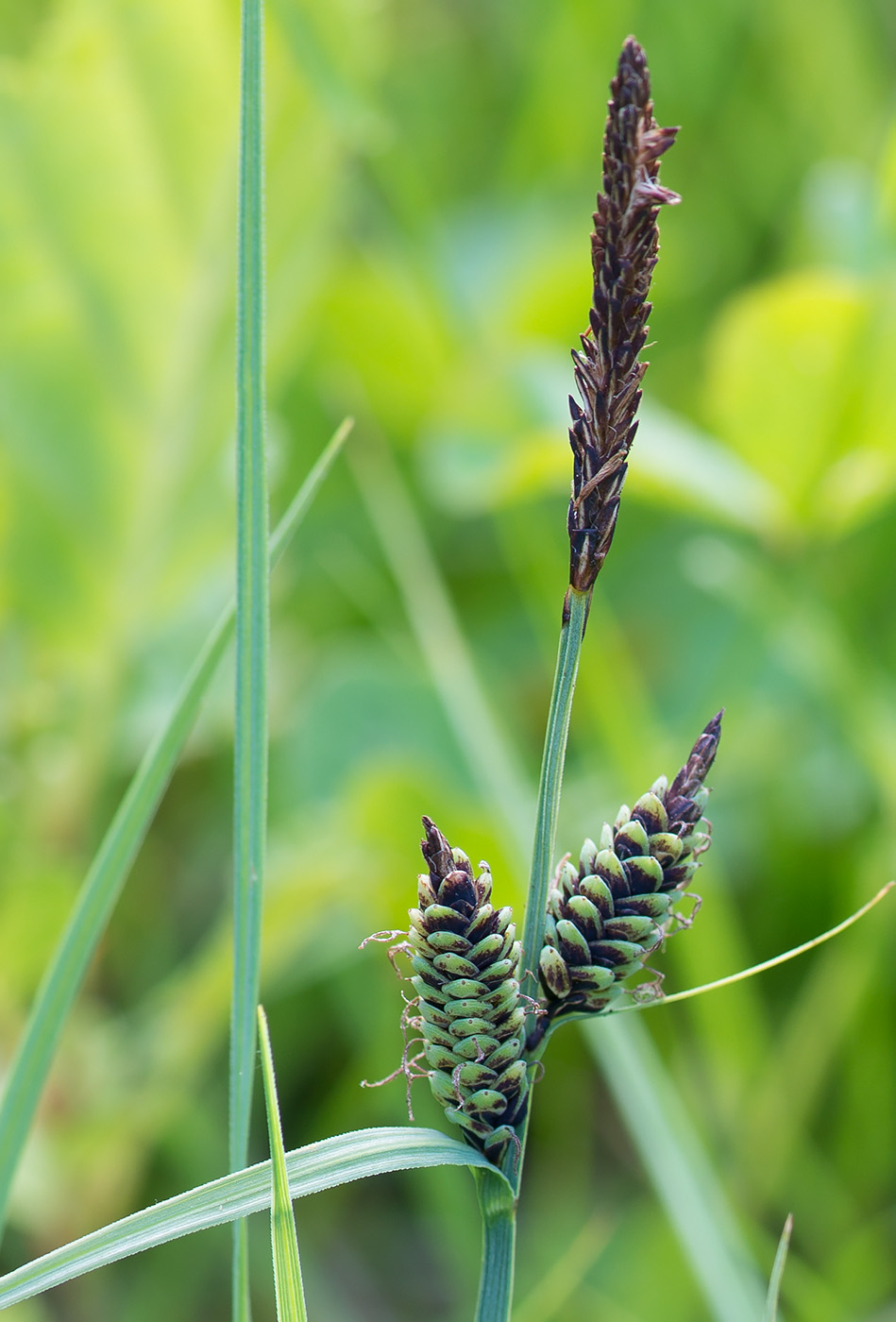 Изображение особи Carex nigra.