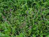 Clinopodium chinense. Цветущие растения. Приморье, окр. г. Находка, на лесной поляне. 05.07.2016.