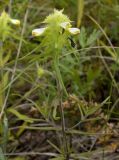 Melampyrum cristatum