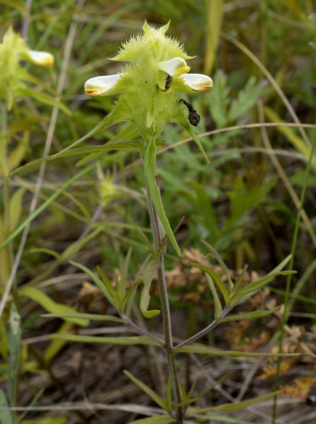 Изображение особи Melampyrum cristatum.