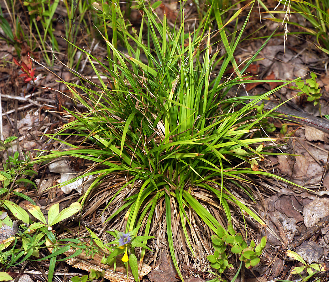 Image of Carex digitata specimen.