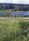 Helictotrichon pratense