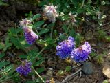 Vicia amurensis