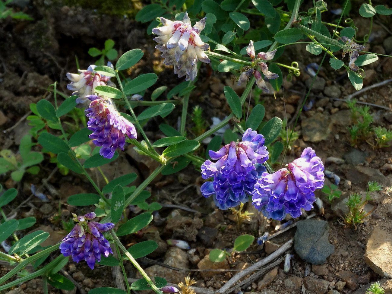 Изображение особи Vicia amurensis.