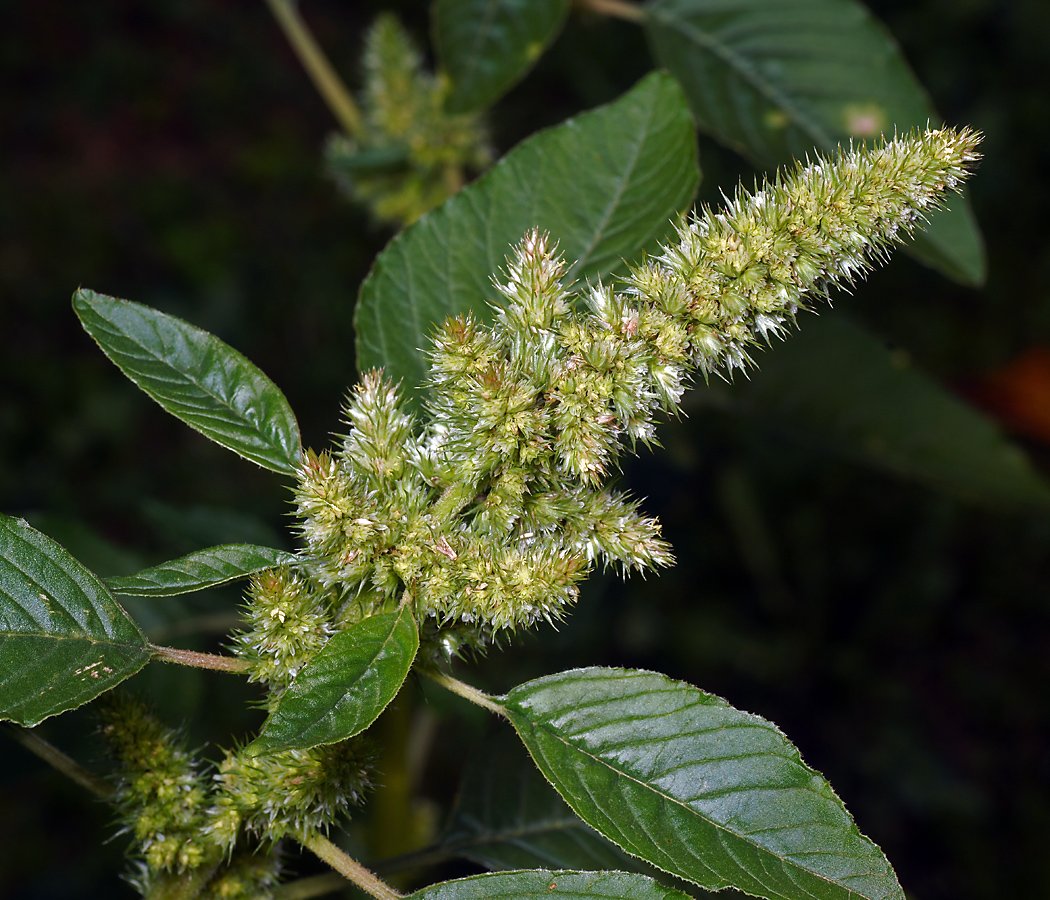 Изображение особи Amaranthus retroflexus.