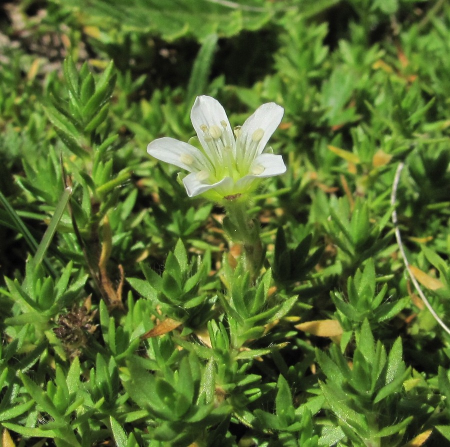Image of Minuartia imbricata specimen.
