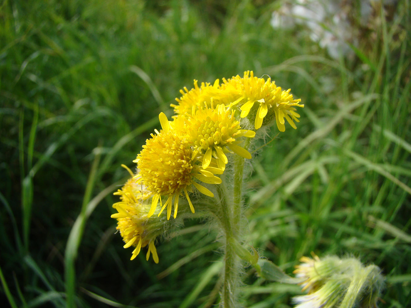 Image of Tephroseris palustris specimen.