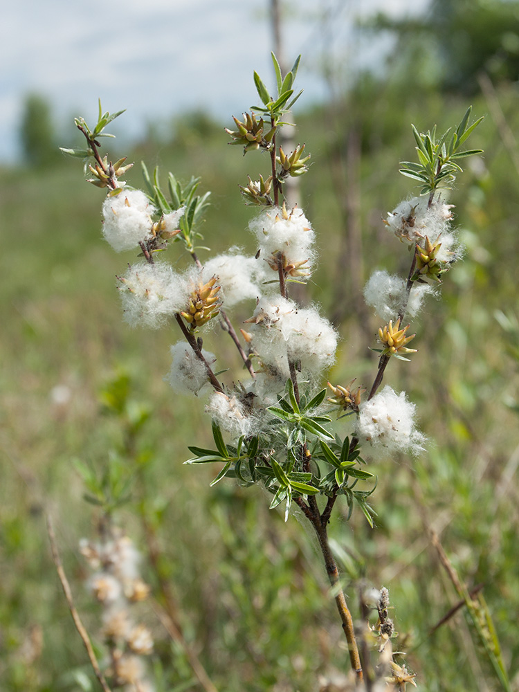 Image of Salix rosmarinifolia specimen.