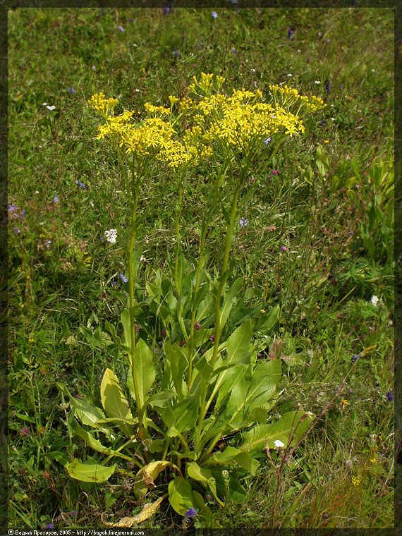 Изображение особи Senecio schwetzowii.