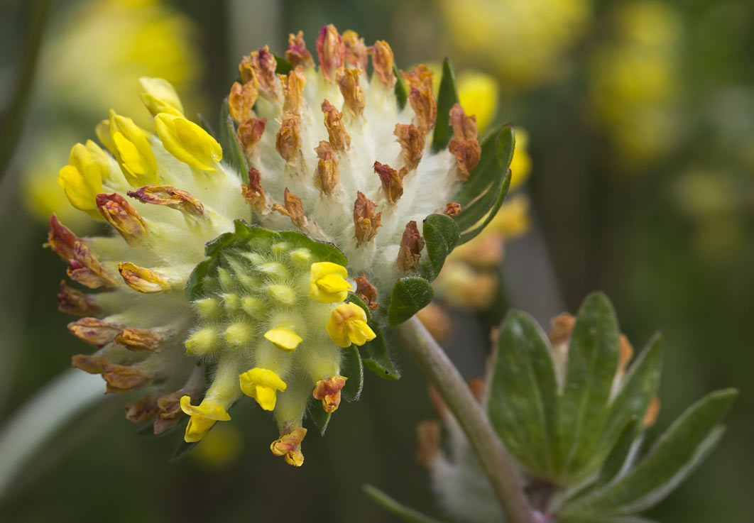 Изображение особи Anthyllis macrocephala.