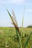 Phragmites australis