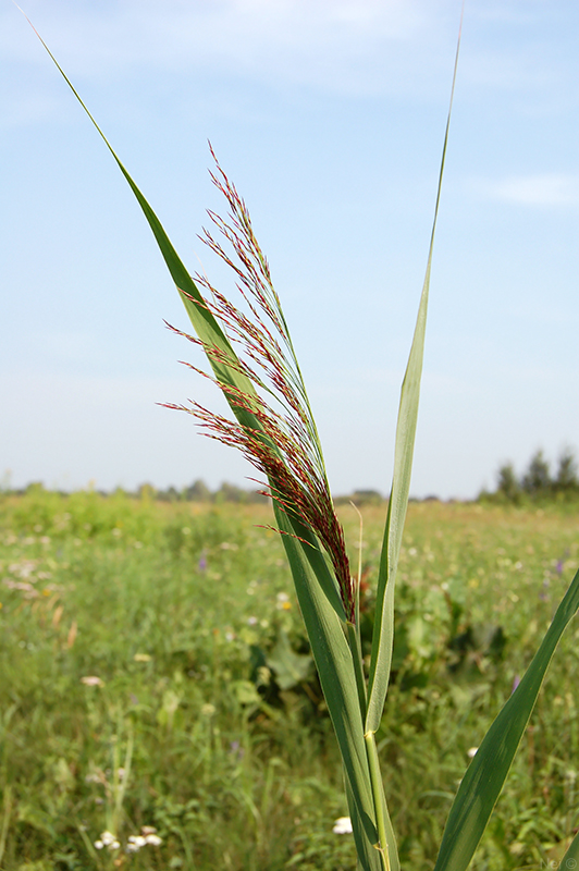 Изображение особи Phragmites australis.