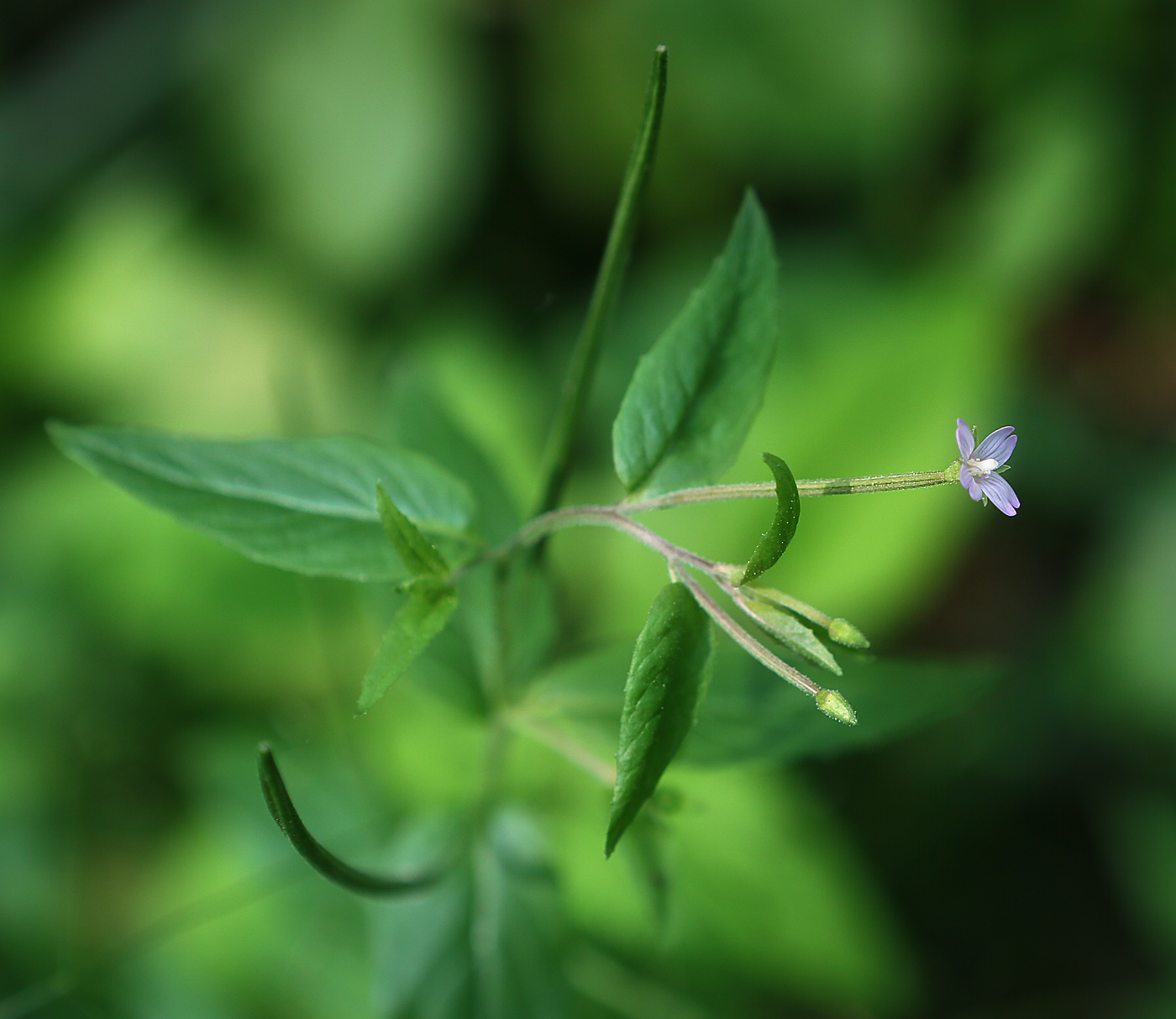 Image of Epilobium adenocaulon specimen.