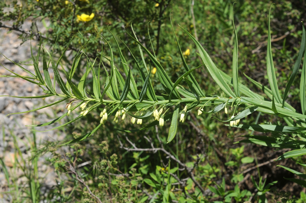 Изображение особи Polygonatum sewerzowii.