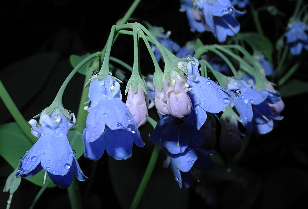 Изображение особи Mertensia sibirica.