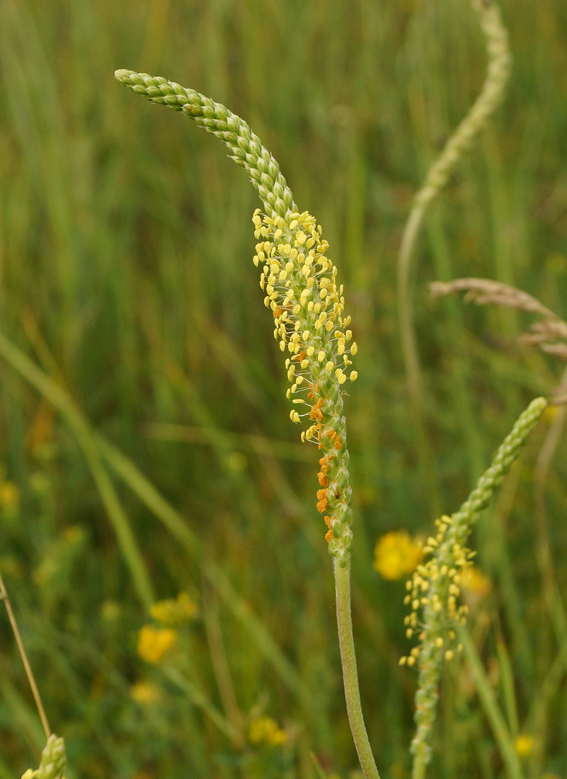 Изображение особи Plantago salsa.