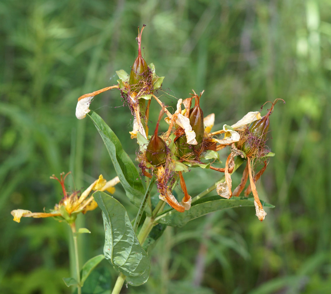 Image of Hypericum ascyron specimen.