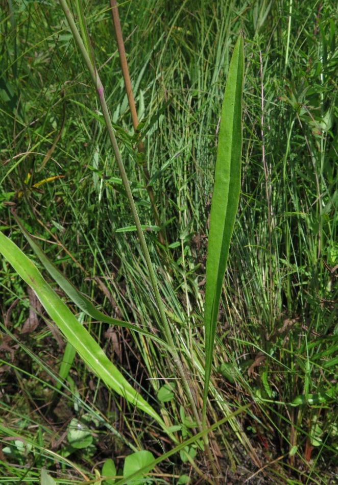 Изображение особи Hieracium hololeion.