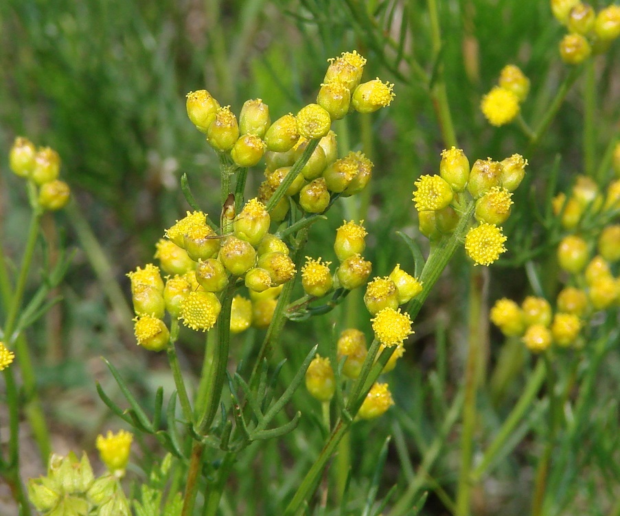 Изображение особи Filifolium sibiricum.