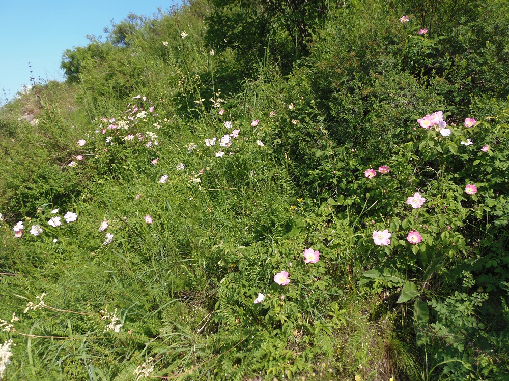 Image of genus Rosa specimen.