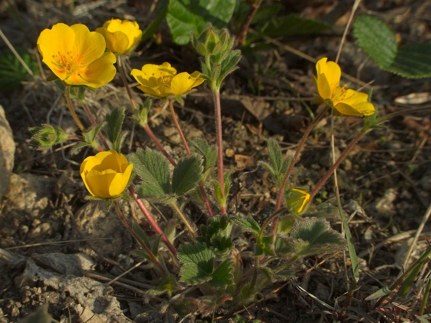 Image of Potentilla fragiformis specimen.