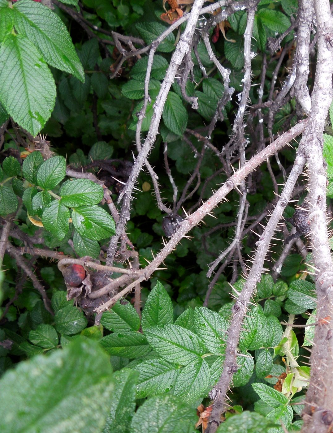 Image of Rosa rugosa specimen.