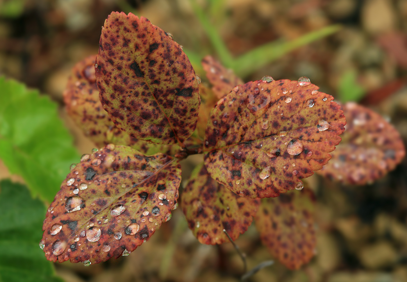 Image of Spiraea betulifolia specimen.