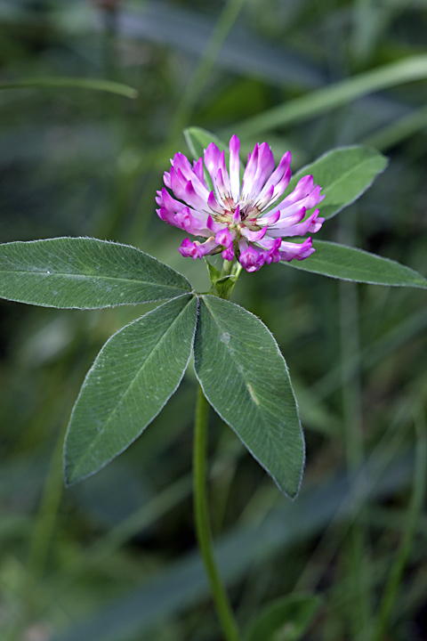 Image of Trifolium medium specimen.