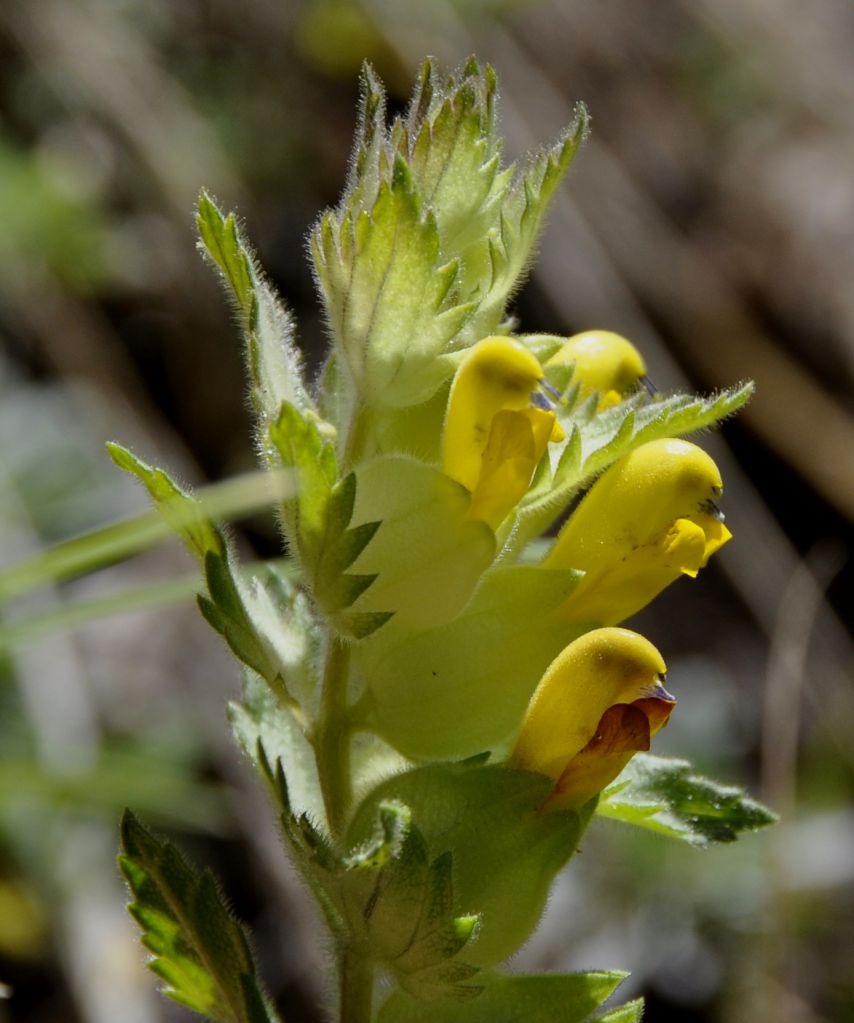 Изображение особи Rhinanthus rumelicus.