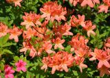 Rhododendron подвид japonicum