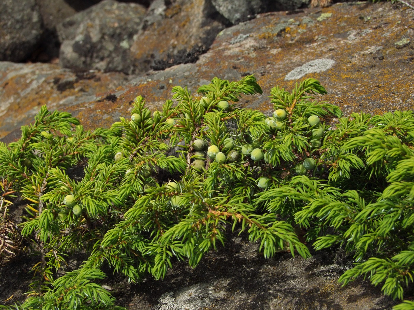 Image of Juniperus sibirica specimen.