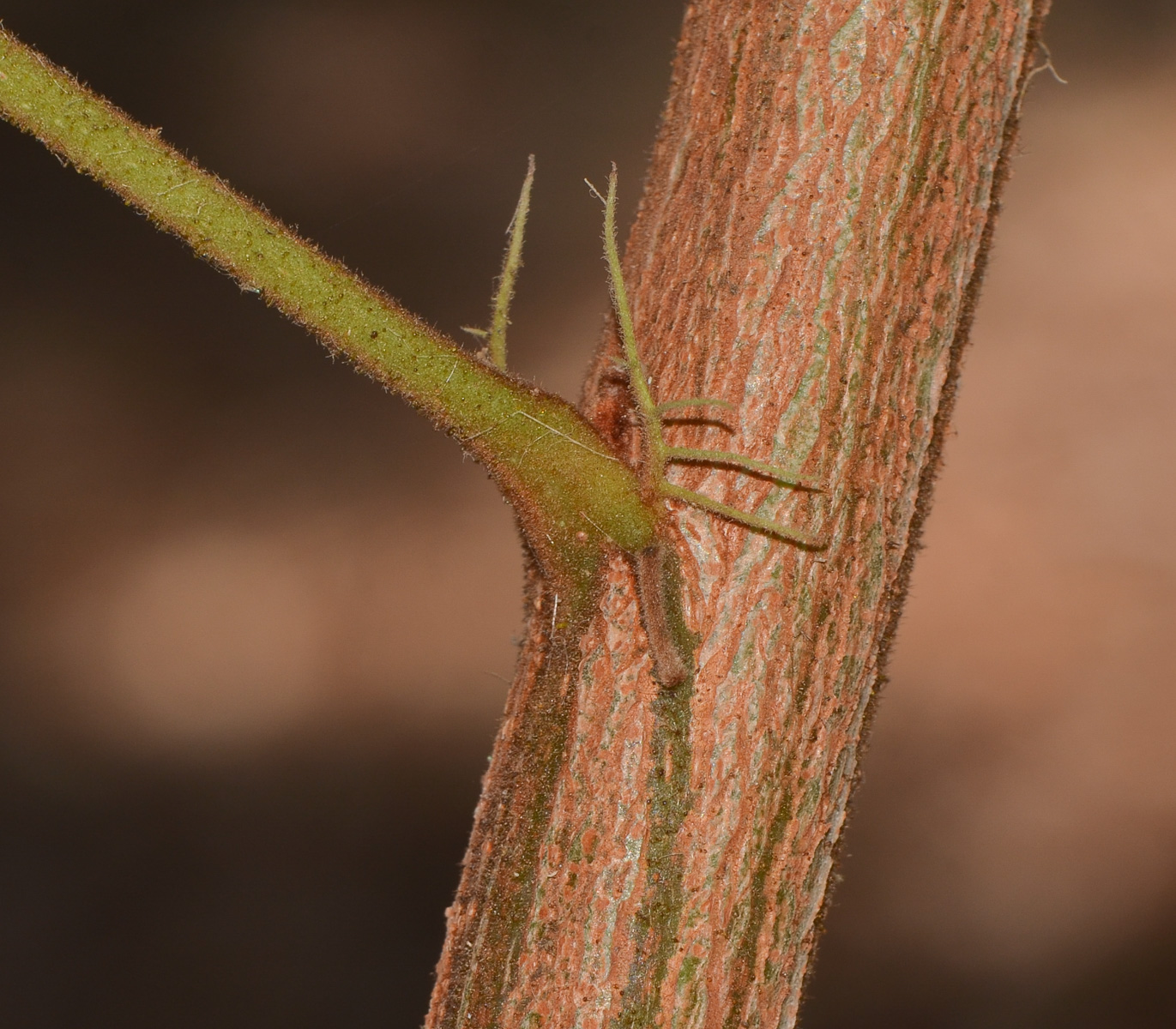 Image of Peltophorum africanum specimen.