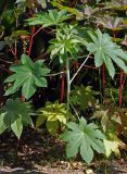 Ricinus communis. Вегетирующее растение. Москва, ботанический сад МГУ \"Аптекарский огород\", в культуре. 25.09.2008.